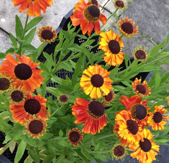 helenium mardi gras rhs