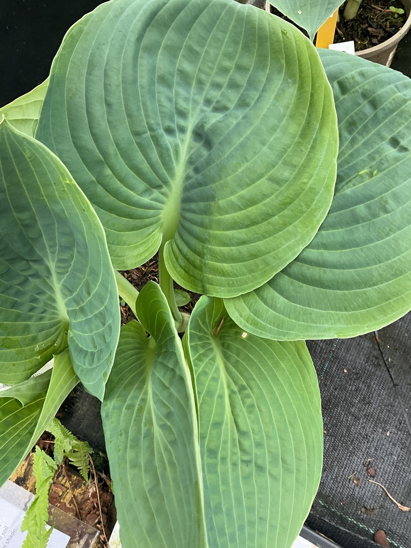 Hosta 'Sting'