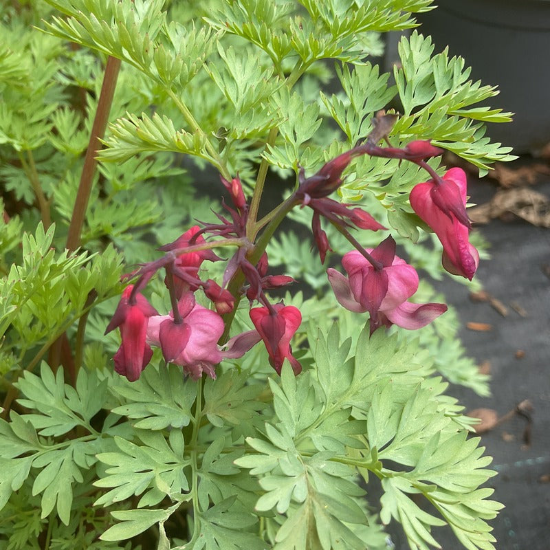 Dicentra 'Pink Diamonds'