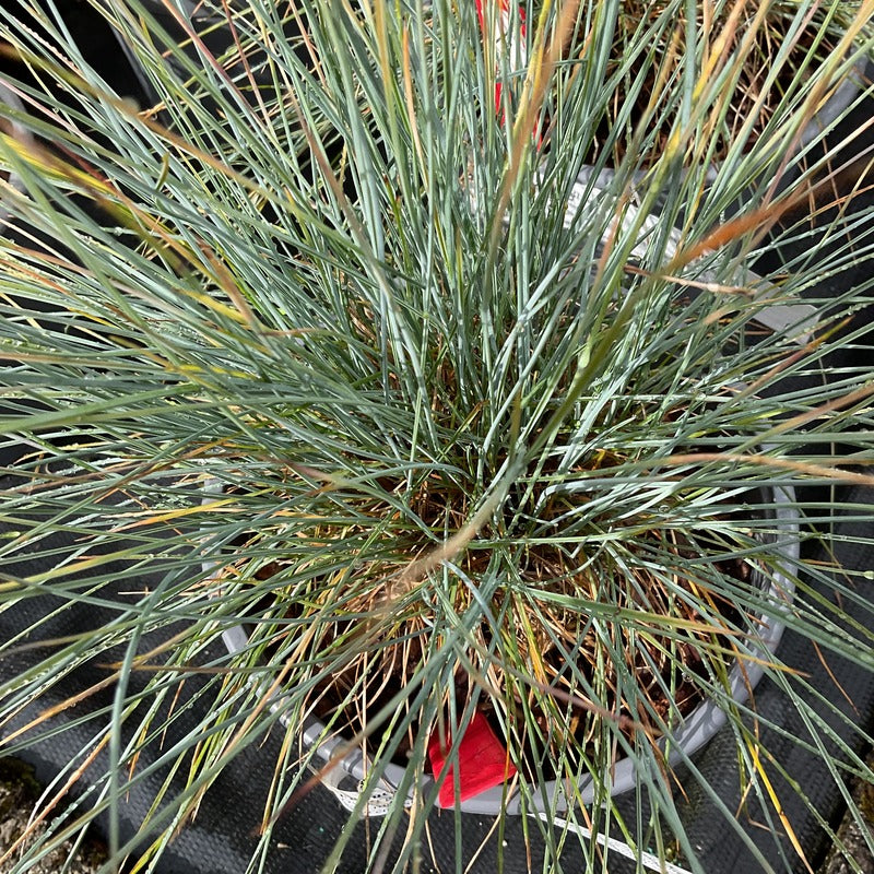 Festuca glauca 'Blaufuchs'   (Blue Fescue or Blue Fox)   Deer resistant