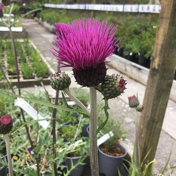 Cirsium Trevor's Blue Wonder