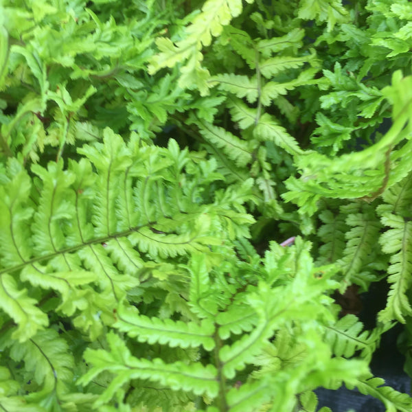 Dryopteris cristata 'The King' (Hardy fern) Provides shelter for birds ...