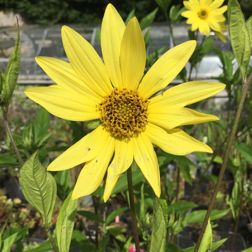 Helianthus 'Lemon Queen' AGM