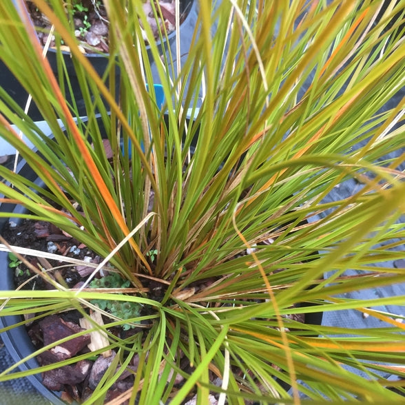 Carex testacea