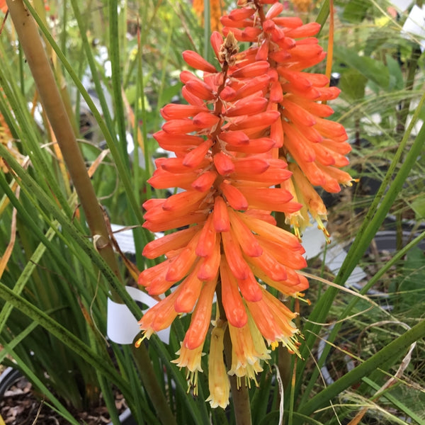 Kniphofia 'Pyromania Backdraft' – Caths Garden Plants