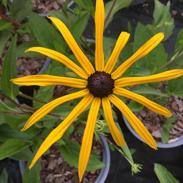 Rudbeckia fulgida var. sullivantii 'Goldsturm' AGM – Caths Garden Plants