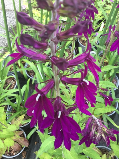 Lobelia x speciosa 'Hadspen Purple' (PBR)  Slug resistant