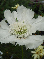 Scabiosa caucasica 'Miss Wilmott' AGM