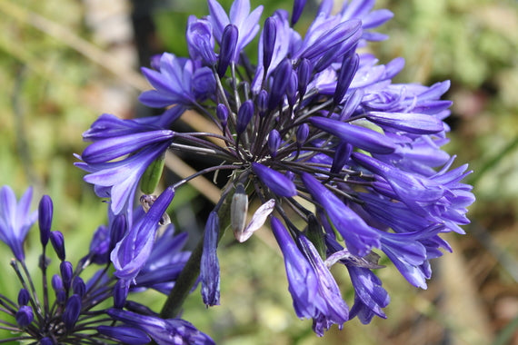 Agapanthus 'Navy Blue'