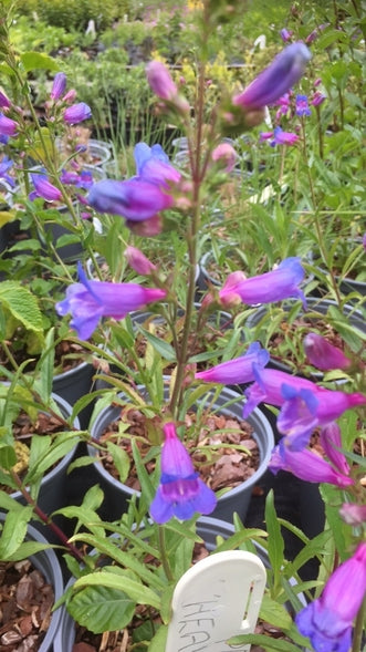 Penstemon heterophyllus 'Heavenly Blue' – Caths Garden Plants