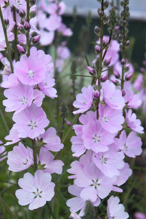 Sidalcea 'Sussex Beauty'