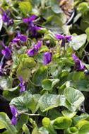 Viola odorata 'Miracle Intense Blue' – Caths Garden Plants